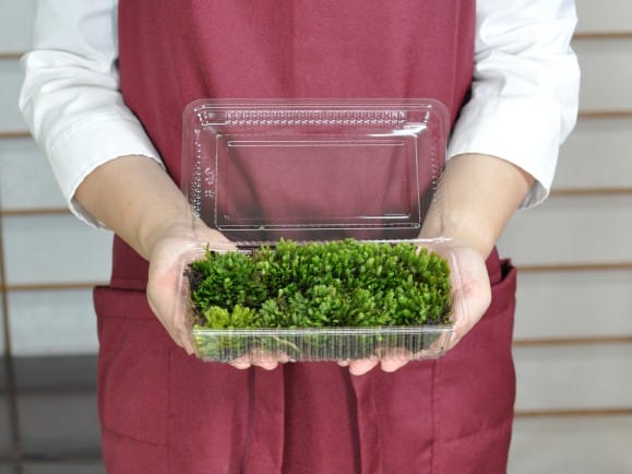 大鳳凰苔(オオホウオウゴケ)パックを販売｜盆栽妙 – 盆栽妙 本店