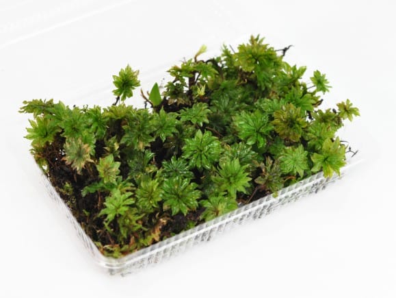 傘苔(カサゴケ)パックを販売｜盆栽妙 – 盆栽妙 本店