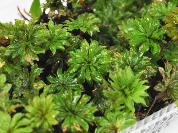 傘苔(カサゴケ)パックを販売｜盆栽妙 – 盆栽妙 本店