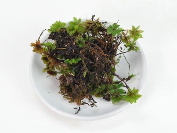 傘苔(カサゴケ)パックを販売｜盆栽妙 – 盆栽妙 本店