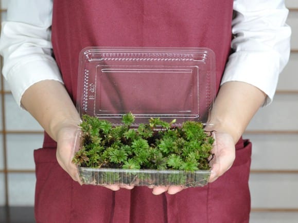 傘苔(カサゴケ)パックを販売｜盆栽妙 – 盆栽妙 本店