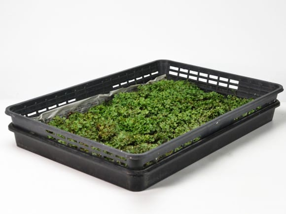 海苔 株式会社 サンエイ海苔 海苔でサンド 明太子の味 10g – 黒潮海苔店