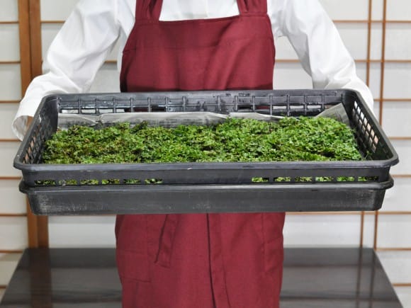 銭苔(ゼニゴケ)大トレーの盆栽を販売｜盆栽妙 – 盆栽妙 本店