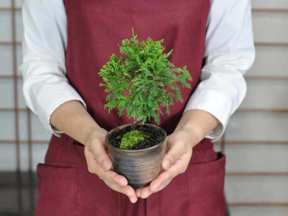 盆栽・苔玉真柏盆栽　縦33cm 横35cm 鉢22cm