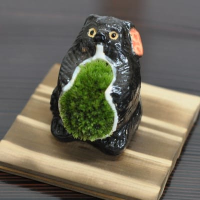 信楽たぬきの苔盆栽 女の子たぬきを販売｜盆栽妙 – 盆栽妙 本店
