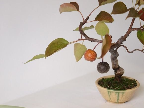 梨 1点もの No.29の盆栽を販売｜ギフトを贈るなら盆栽妙 – 盆栽