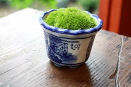 ホソバオキナゴケ 青絵鉢　
