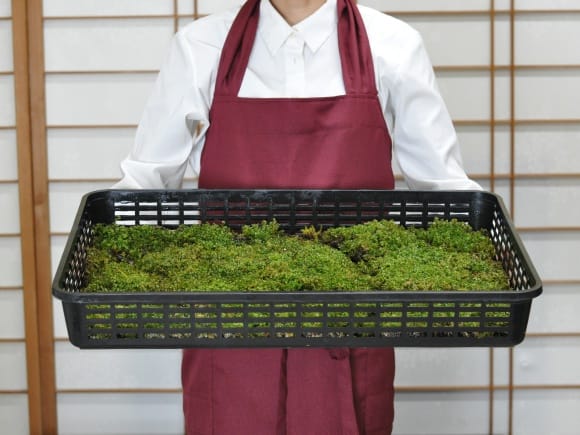 提灯苔(チョウチンゴケ)大トレーを販売｜盆栽妙 – 盆栽妙 本店