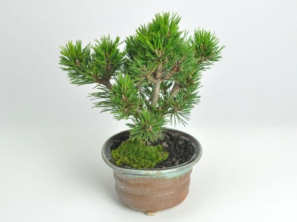 千寿丸 の盆栽を販売|盆栽妙 – 盆栽妙 本店 千寿丸 の盆栽を販売|盆栽妙 – 盆栽妙 本店