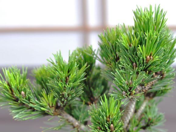 千寿丸 の盆栽を販売｜盆栽妙 – 盆栽妙 本店