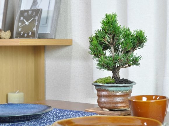 千寿丸 の盆栽を販売|盆栽妙 – 盆栽妙 本店 千寿丸 の盆栽を販売|盆栽妙 – 盆栽妙 本店