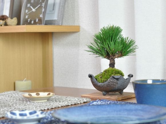 千寿丸 小の盆栽を販売｜盆栽妙 – 盆栽妙 本店