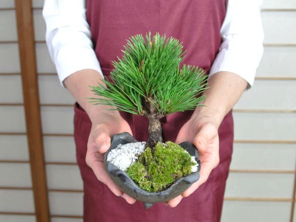 千寿丸　黒松　盆栽　状態良し　値下げ不可 盆栽 黒松 千寿丸 クロマツ 小品盆栽 松盆栽 : 盆栽彩都ヤフー店