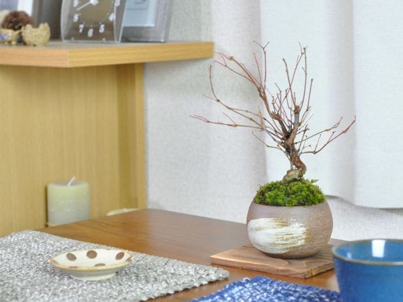 曲がり獅子頭もみじの盆栽を販売｜盆栽妙 – 盆栽妙 本店