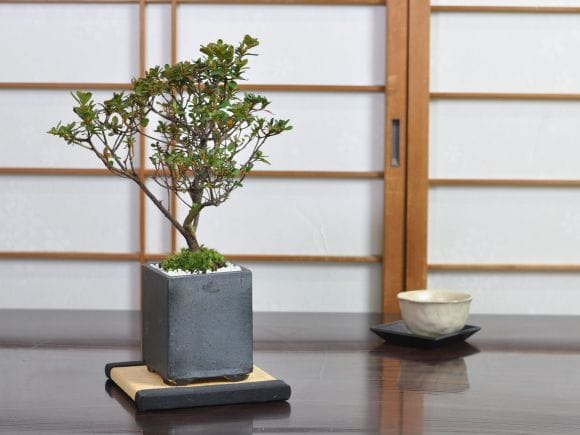 【引き取り限定】さつき　盆栽　※値下げ可 引き取り限定】さつき 盆栽 ※値下げ可 さつき盆栽特集｜東京盆栽｜a-masa-