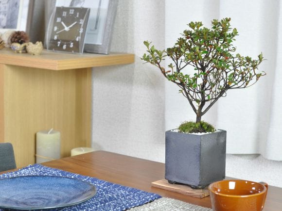 皐月盆栽‼️深山満月‼️ 値下げ12万〜8万円 さつき 深山満月の盆栽を販売｜盆栽妙 – 盆栽妙 本店