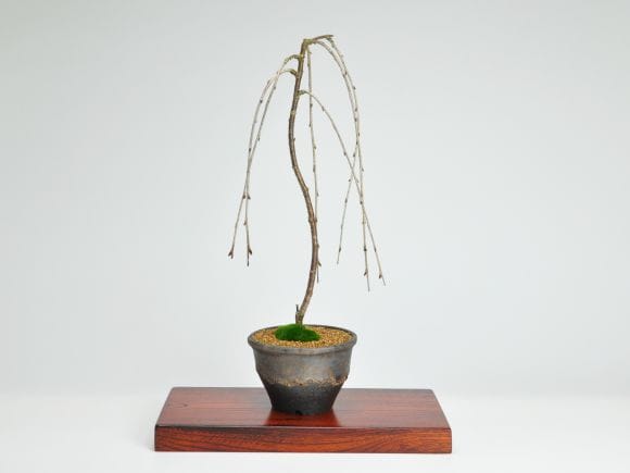 富士しだれ桜の盆栽を販売｜盆栽妙 – 盆栽妙 本店