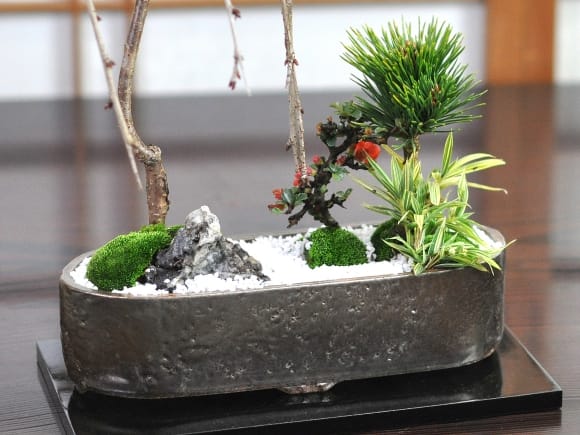 枝垂れ桜と長寿梅のモダン寄植えの盆栽を販売｜盆栽妙 – 盆栽妙 本店