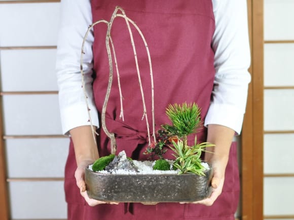 枝垂れ桜と長寿梅のモダン寄植えの盆栽を販売|盆栽妙 – 盆栽妙 本店 枝垂れ桜と長寿梅のモダン寄植えの盆栽を販売|盆栽妙 – 盆栽妙 本店