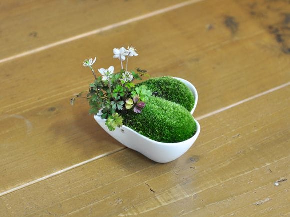 梅花黄蓮(バイカオウレン)と山苔のハートカップの盆栽を販売｜入門は