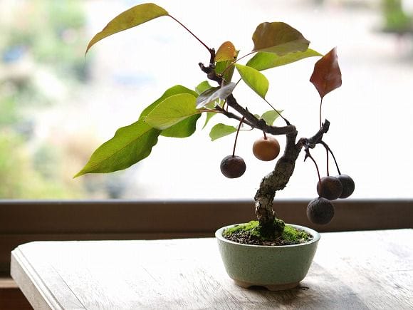 梨 1点もの No.30の盆栽を販売｜ギフトを贈るなら盆栽妙 – 盆栽妙 本店