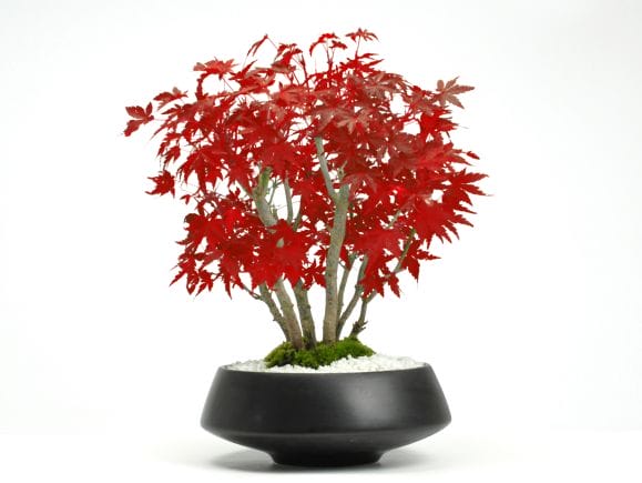 山もみじの寄せ植え 太幹 モダンの盆栽を販売｜盆栽妙 – 盆栽妙 本店