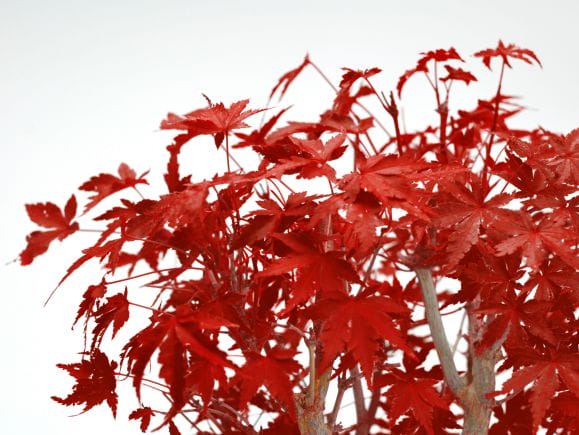 山もみじの寄せ植え 太幹 モダンの盆栽を販売｜盆栽妙 – 盆栽妙 本店