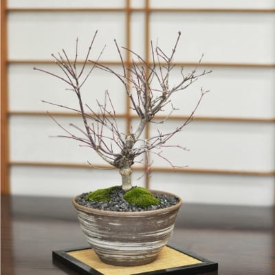 楽天市場】盆栽 もみじ 紅葉 根上がり 山もみじ【 bonsai