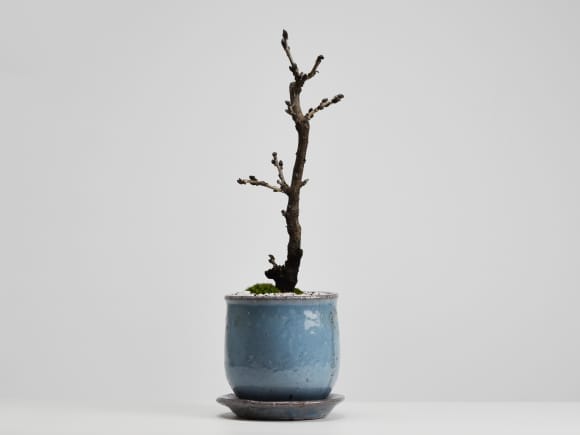 藤 細幹 モダン盆栽 陶器鉢 ステララウンドブルー 受け皿付きの盆栽を