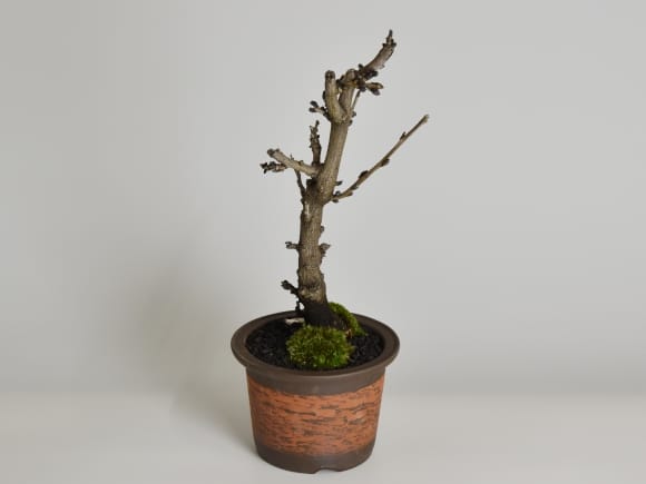 藤盆栽 太幹 信楽焼 朱焼陶器の盆栽を販売｜盆栽妙 – 盆栽妙 本店