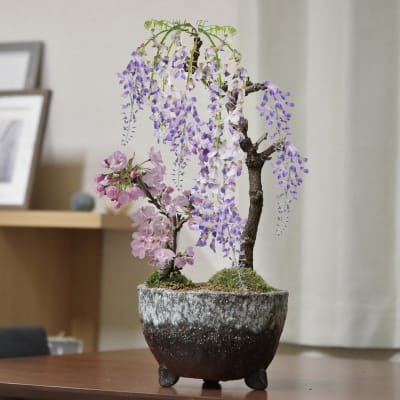 桜と藤の寄植え盆栽 信楽焼 三足青窯変鉢