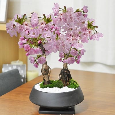 【母の日】5月開花 桜の2本立ち盆栽 漆黒浅丸 受け皿付き