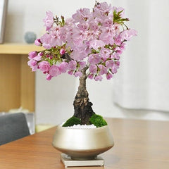 【母の日】5月開花 旭山桜 中サイズ 銀彩浅丸 受け皿付き