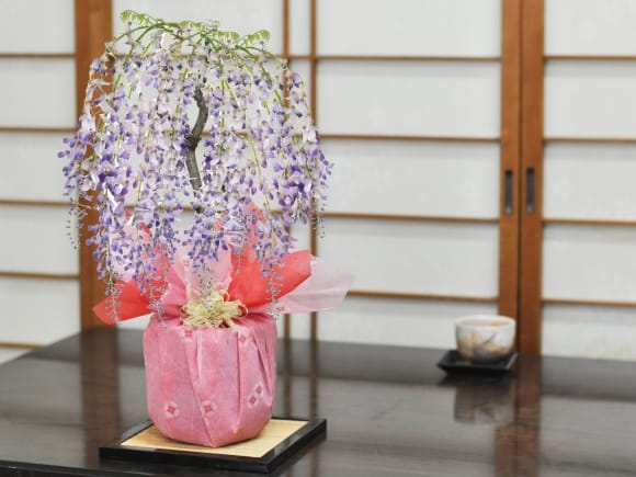 【母の日】5月開花 遅咲きの藤盆栽