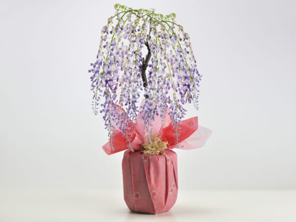 【母の日】5月開花 遅咲きの藤盆栽