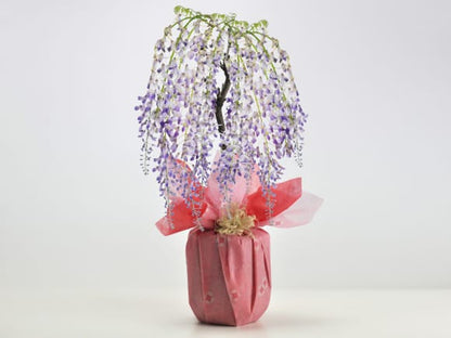 【母の日】5月開花 遅咲きの藤盆栽