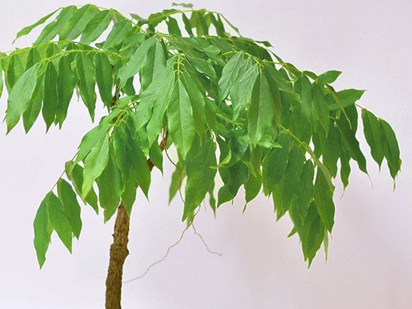 【母の日】5月開花 遅咲きの藤盆栽