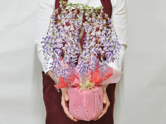 【母の日】5月開花 遅咲きの藤盆栽