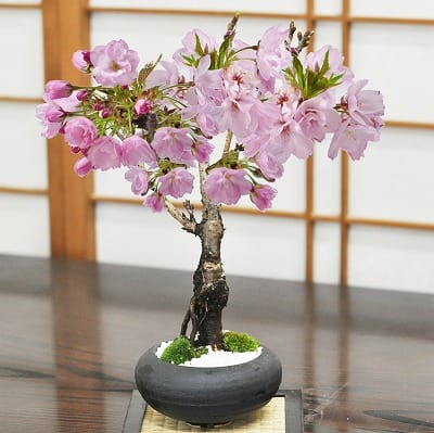 【母の日】5月開花 遅咲きの桜盆栽 和モダン 信楽焼陶器鉢 宗蔵作