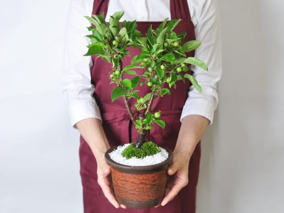 希少時代手作り松皮大きい盆栽鉢木肌作り植木鉢大寄せ植え鉢30cmゴツゴツ南蛮鉢 ちっちゃい大木をつくる “盆栽” 若手植木職人が鉢の上で描く『大