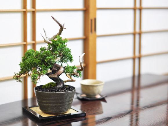 紀州真柏 飛龍