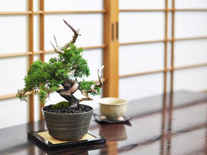 紀州真柏 飛龍
