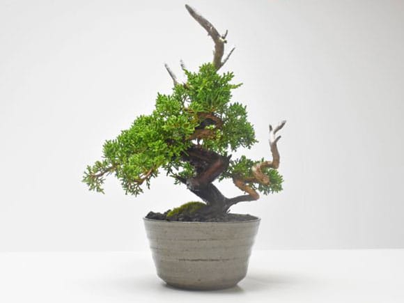 紀州真柏 飛龍