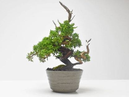 紀州真柏 飛龍