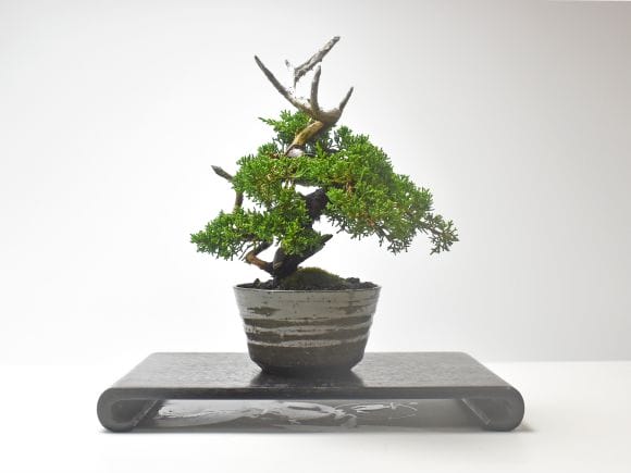 紀州真柏 飛龍