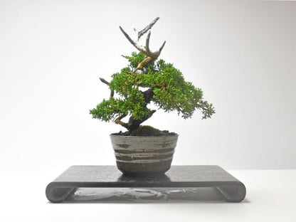 紀州真柏 飛龍