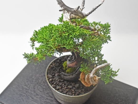 紀州真柏 飛龍