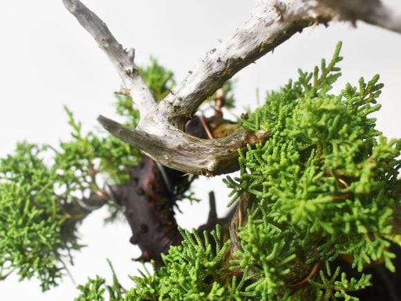 紀州真柏飛龍の盆栽を販売｜盆栽妙 – 盆栽妙 本店