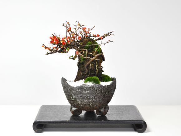 石付き長寿梅