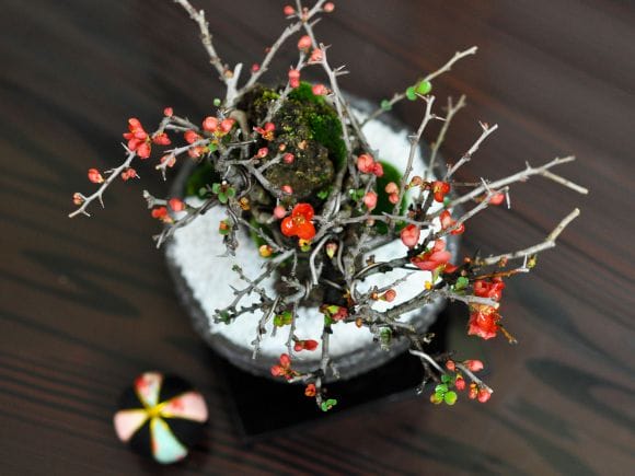 石付き長寿梅